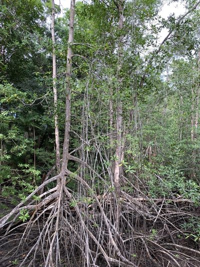 Rhizophora racemosa, photographed by Ashwin Srinivasan