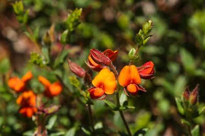 Oxylobium cordifolium, photographed by dhfischer