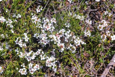 Baeckea diosmifolia, photographed by dhfischer