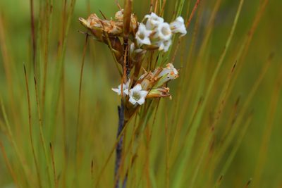 Dracophyllum filifolium, photographed by Christopher Stephens