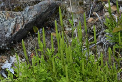 Diphasium scariosum, photographed by Christopher Stephens