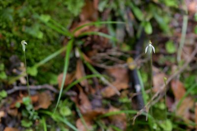 Caladenia chlorostyla, photographed by Christopher Stephens