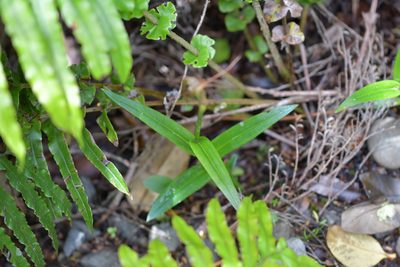 Pterostylis banksii, photographed by Christopher Stephens