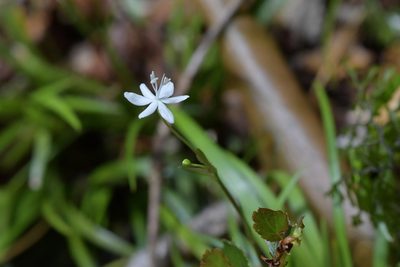 Libertia micrantha, photographed by Christopher Stephens