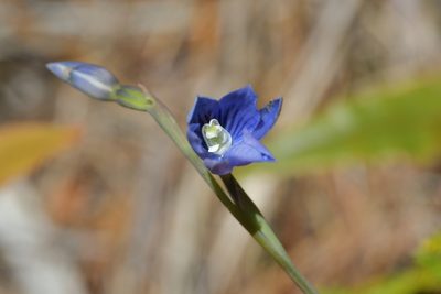 Thelymitra cyanea, photographed by Christopher Stephens