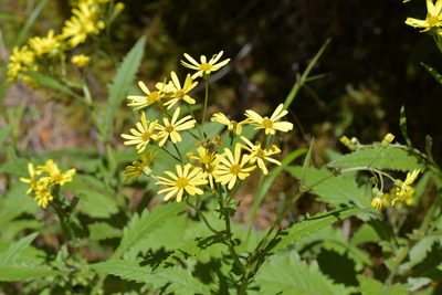 Senecio rufiglandulosus, photographed by Christopher Stephens
