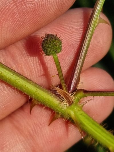 Mimosa velloziana, photographed by Sol Quipildor