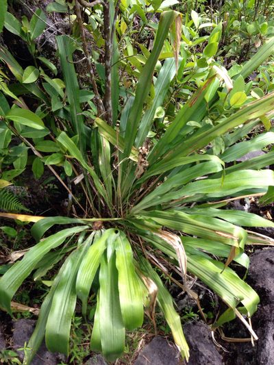 Pitcairnia funkiae, photographed by naturalist charlie