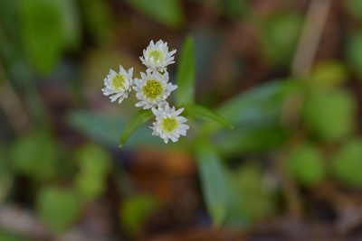 Anaphalioides trinervis, photographed by Christopher Stephens