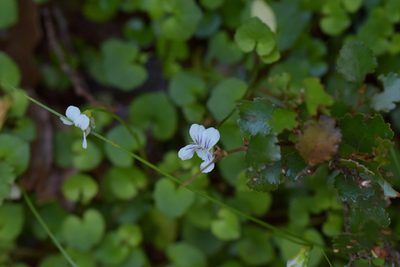 Viola filicaulis, photographed by Christopher Stephens