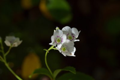 Veronica lanceolata, photographed by Christopher Stephens