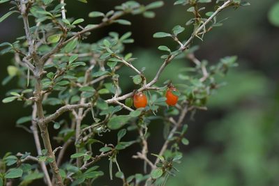 Coprosma colensoi, photographed by Christopher Stephens