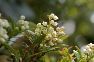 Gaultheria rupestris, photographed by Christopher Stephens