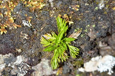 Aciphylla dissecta, photographed by Christopher Stephens