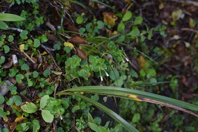 Epilobium chlorifolium, photographed by Christopher Stephens