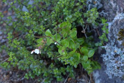 Epilobium chlorifolium, photographed by Christopher Stephens