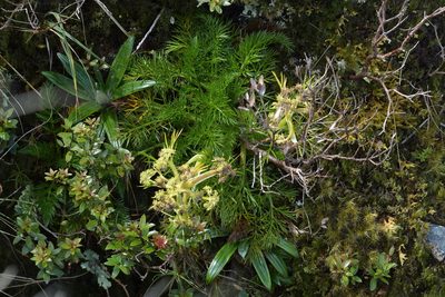 Aciphylla dissecta, photographed by Christopher Stephens