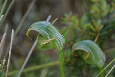 Pterostylis patens, photographed by Christopher Stephens