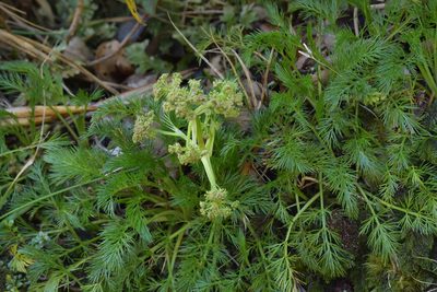 Aciphylla dissecta, photographed by Christopher Stephens