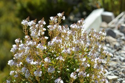 Veronica lanceolata, photographed by Christopher Stephens