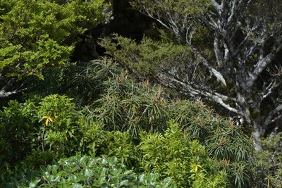 Olearia lacunosa, photographed by Christopher Stephens