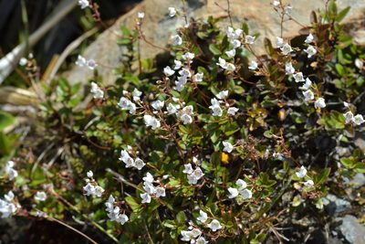 Veronica lanceolata, photographed by Christopher Stephens
