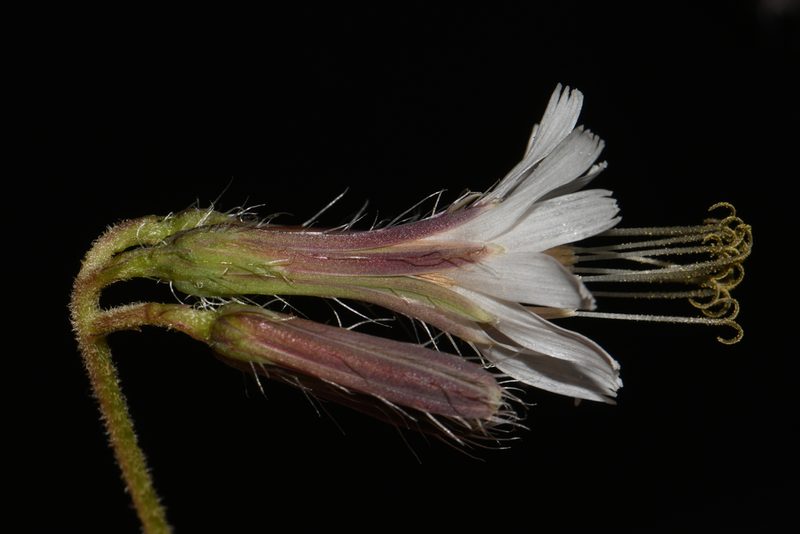 Nabalus barbatus, photographed by Brian Finzel