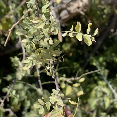 Coursetia glandulosa, photographed by Bill Levine