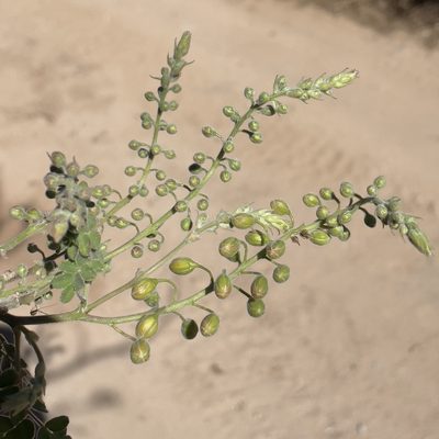 Erythrostemon pannosus, photographed by Bill Levine