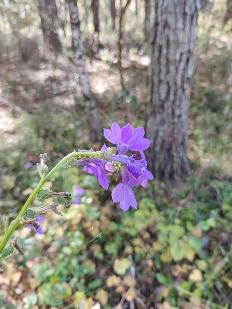 Lobelia apalachicolensis, photographed by Scott Allen Davis
