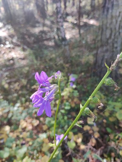 Lobelia apalachicolensis, photographed by Scott Allen Davis