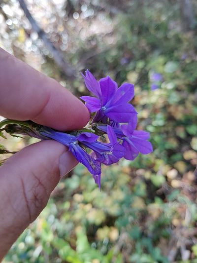 Lobelia apalachicolensis, photographed by Scott Allen Davis