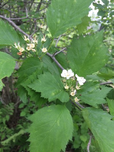Crataegus macrosperma, photographed by Étienne Lacroix-Carignan