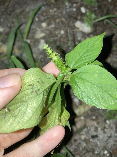 Acalypha setosa, photographed by Jade Fortnash