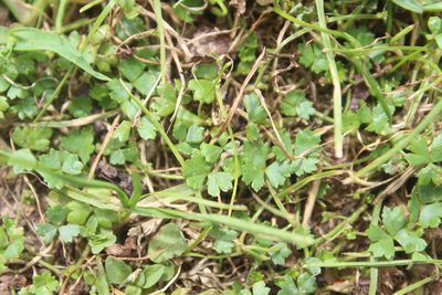 Hydrocotyle tripartita, photographed by Joe Dillon