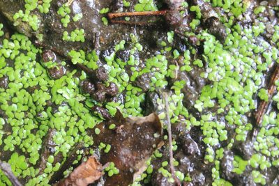 Lemna disperma, photographed by Joe Dillon