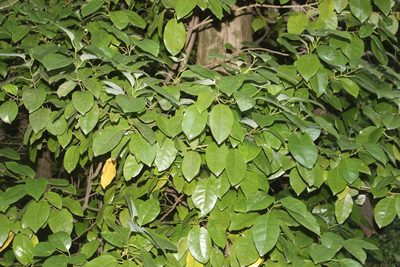 Litsea calicaris, photographed by Joe Dillon