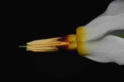 Primula frenchii, photographed by Brian Finzel