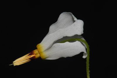 Primula frenchii, photographed by Brian Finzel