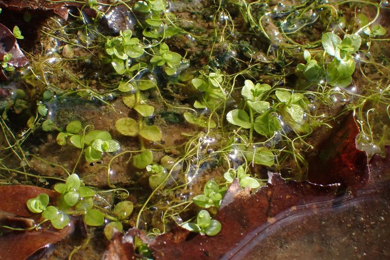Micranthemum umbrosum, photographed by John Kees