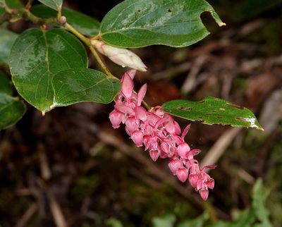 Gaultheria erecta, photographed by desertnaturalist
