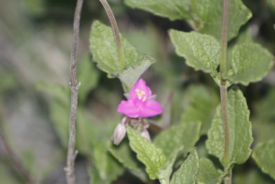 Callisia navicularis, photographed by Juan Cruzado Cortés