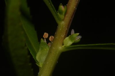 Proserpinaca palustris, photographed by Brian Finzel
