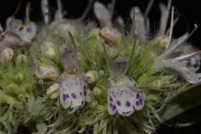 Pycnanthemum loomisii, photographed by Brian Finzel