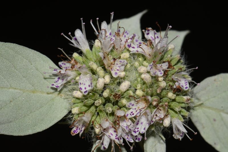 Pycnanthemum loomisii, photographed by Brian Finzel