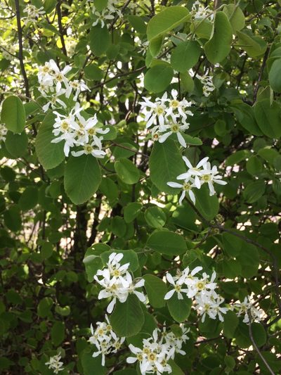 Amelanchier sanguinea, photographed by Étienne Lacroix-Carignan