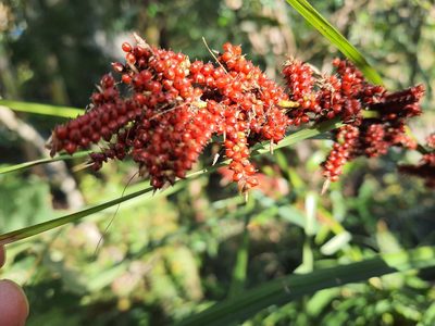 Carex baccans, photographed by kuei-chen
