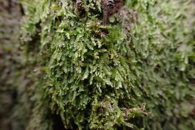 Lejeunea flava, photographed by John Kees