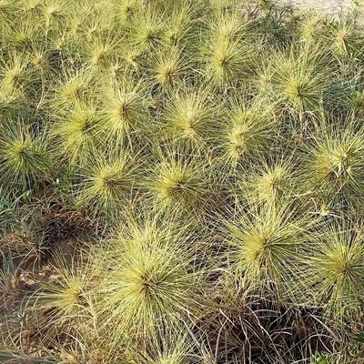 Spinifex littoreus, photographed by Paulmathi Vinod