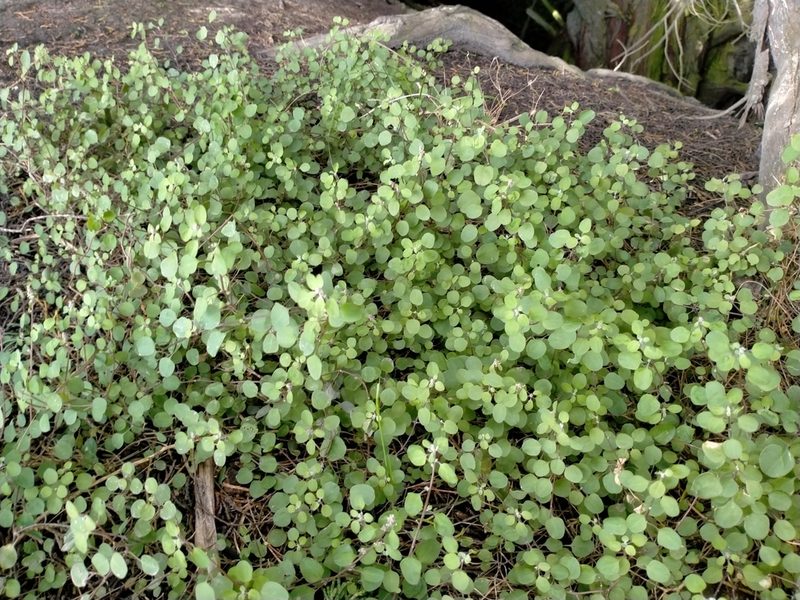 Chenopodium allanii, photographed by John Barkla